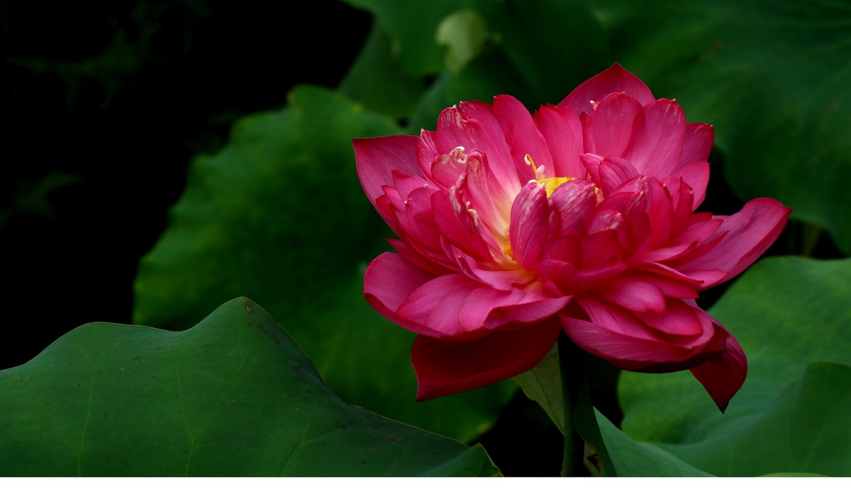 红荷一组恭贺“城南老宋”荣任北京星空(中国)版主，并祝北京星空(中国)越办越红火。