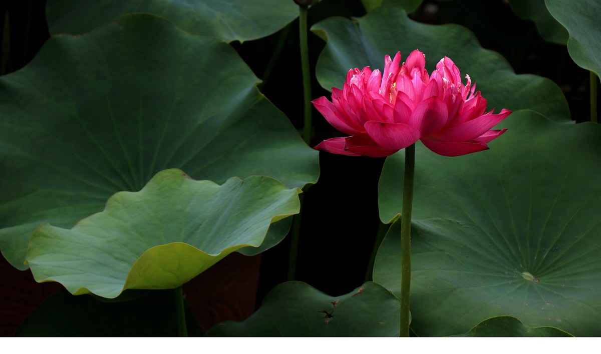 红荷一组恭贺“城南老宋”荣任北京星空(中国)版主，并祝北京星空(中国)越办越红火。