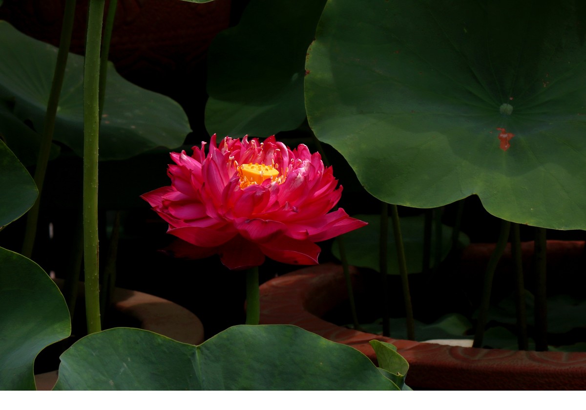 红荷一组恭贺“城南老宋”荣任北京星空(中国)版主，并祝北京星空(中国)越办越红火。