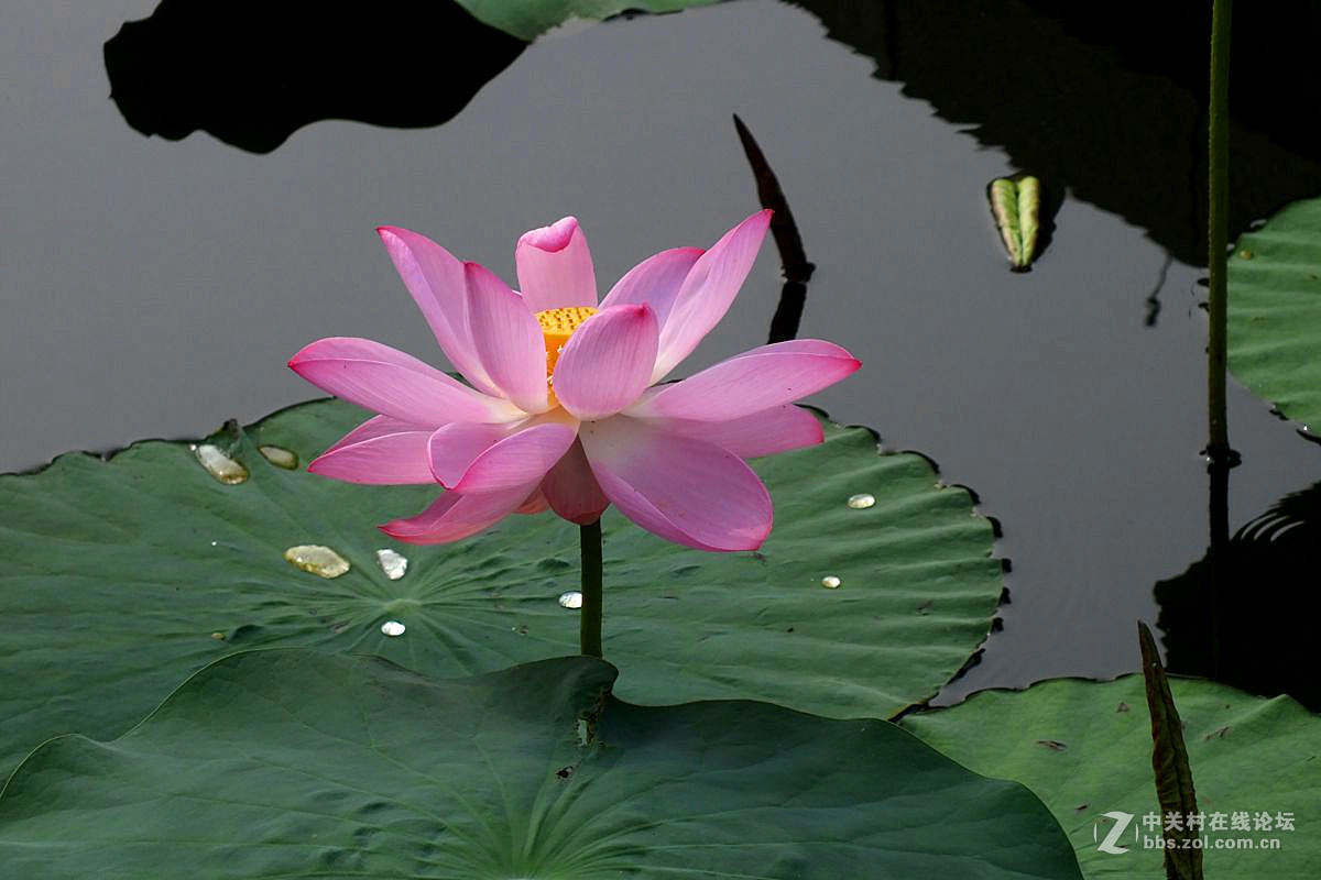 『最常见的荷花』123...10P