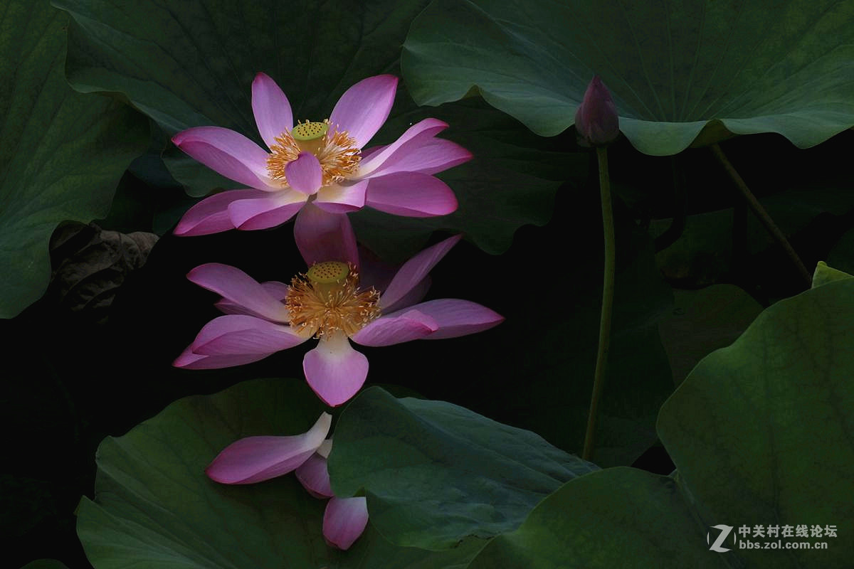 『最常见的荷花』123...10P