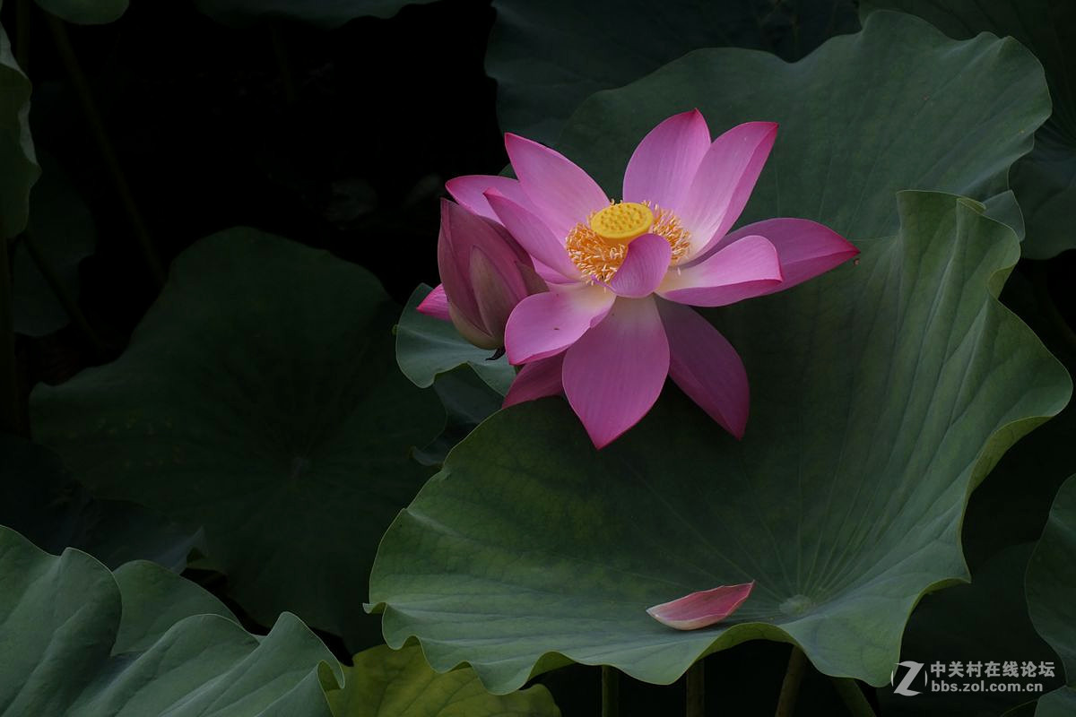 『最常见的荷花』123...10P