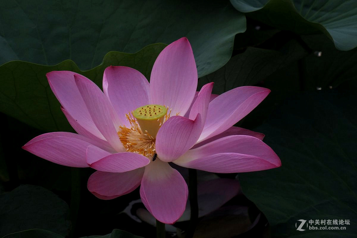 『最常见的荷花』123...10P