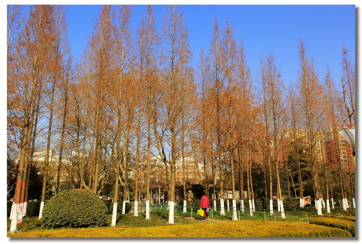 沛县好人广场帝王大厦风景