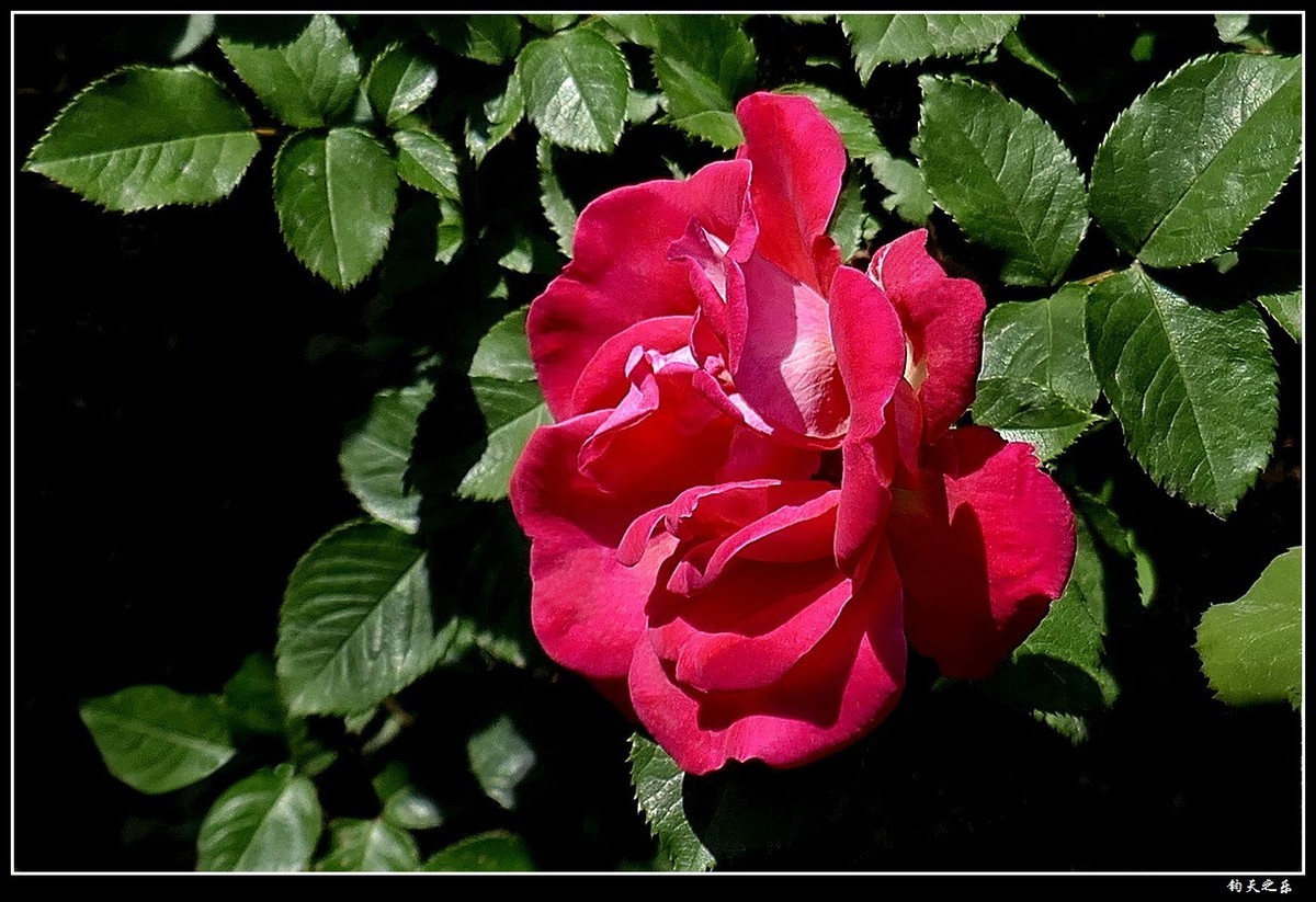 【月季花续】——卡片机