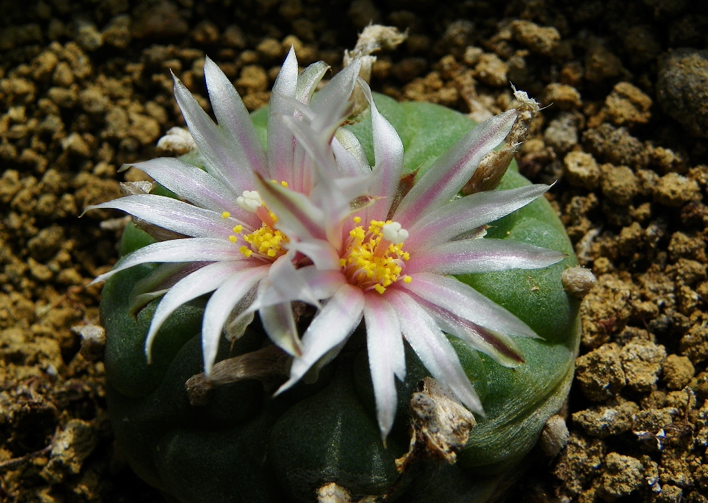 两盆乌羽玉开花了z980