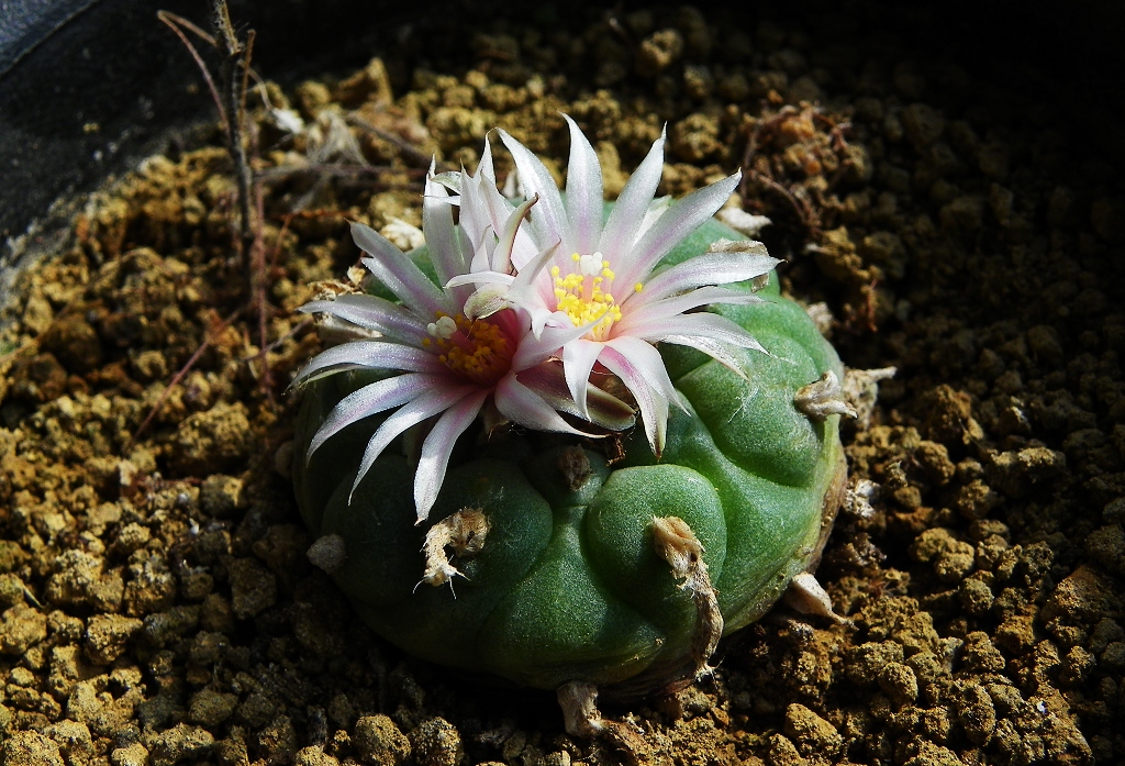 两盆乌羽玉开花了z980