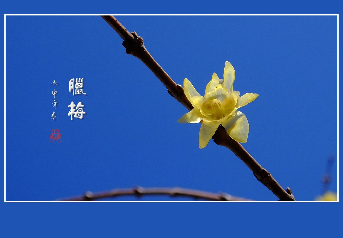 漂亮的素心蜡梅