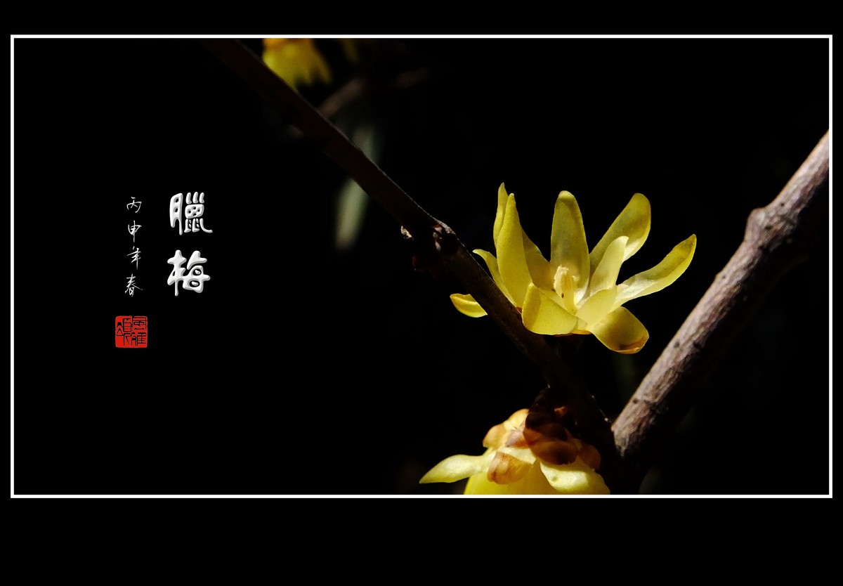 漂亮的素心蜡梅