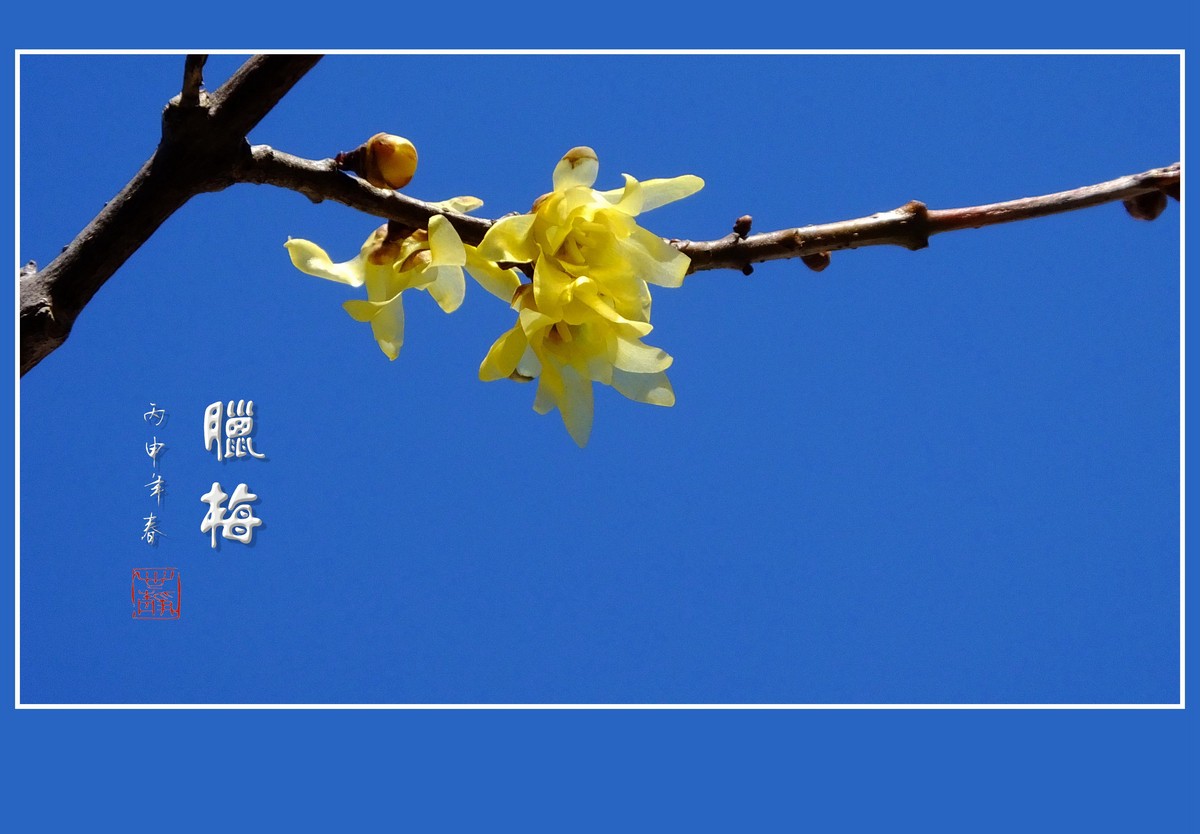 漂亮的素心蜡梅