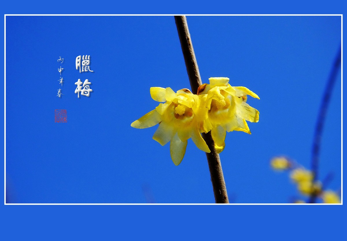 漂亮的素心蜡梅