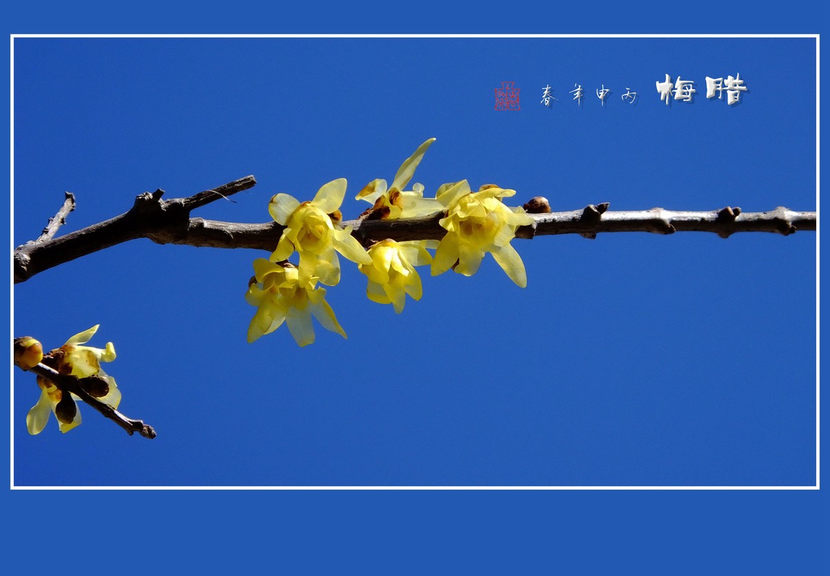 漂亮的素心蜡梅