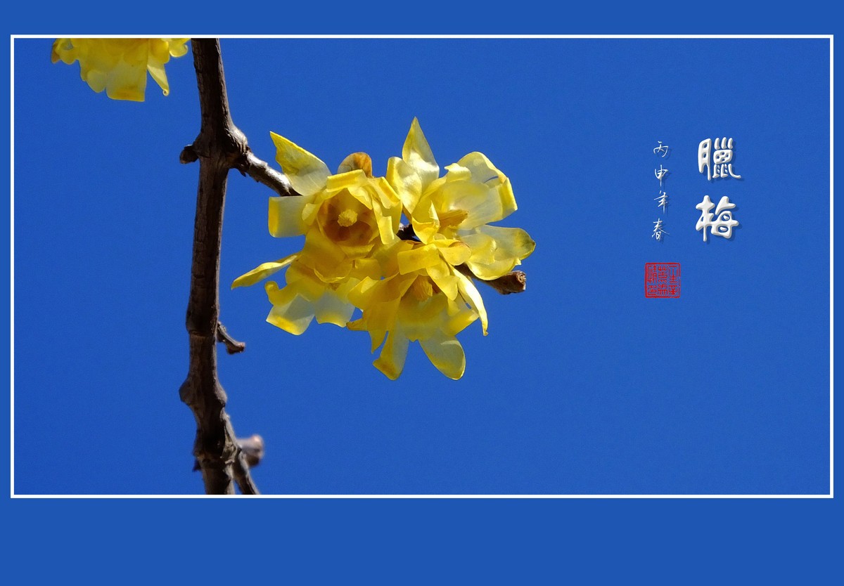 漂亮的素心蜡梅