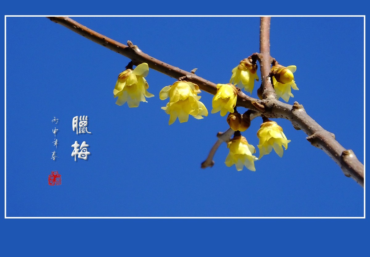 漂亮的素心蜡梅