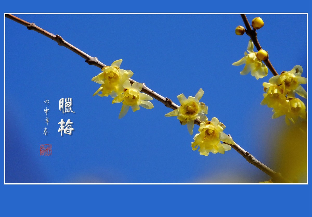 漂亮的素心蜡梅