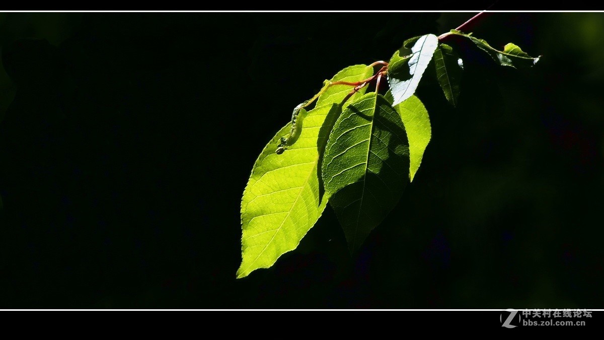 囊中羞涩，借一缕《山野之光》祝贺好友晚之秋荣登佳能5Ds R版主！！！