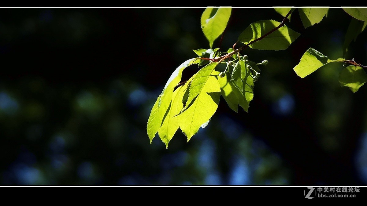 囊中羞涩，借一缕《山野之光》祝贺好友晚之秋荣登佳能5Ds R版主！！！