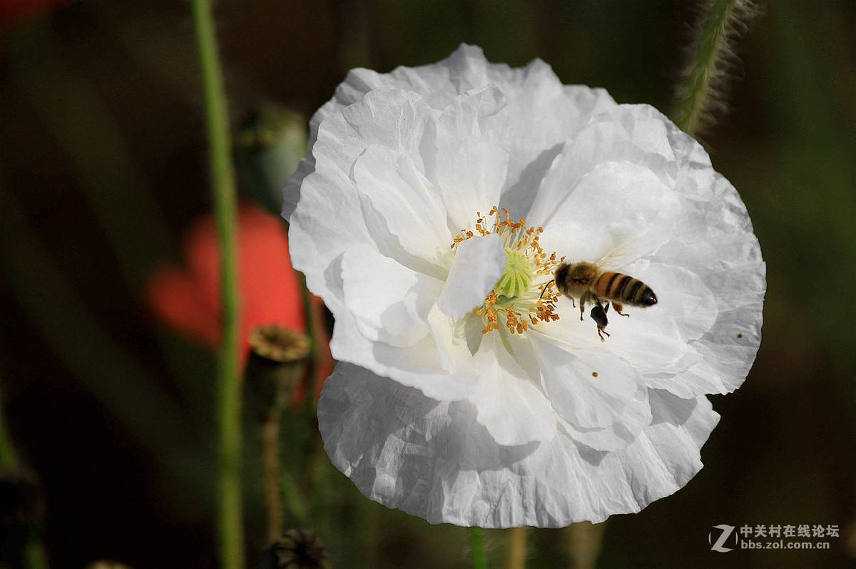 送上一组【虞美人】祝贺好友  晚之秋  荣任佳能5Ds R星空(中国)版主
