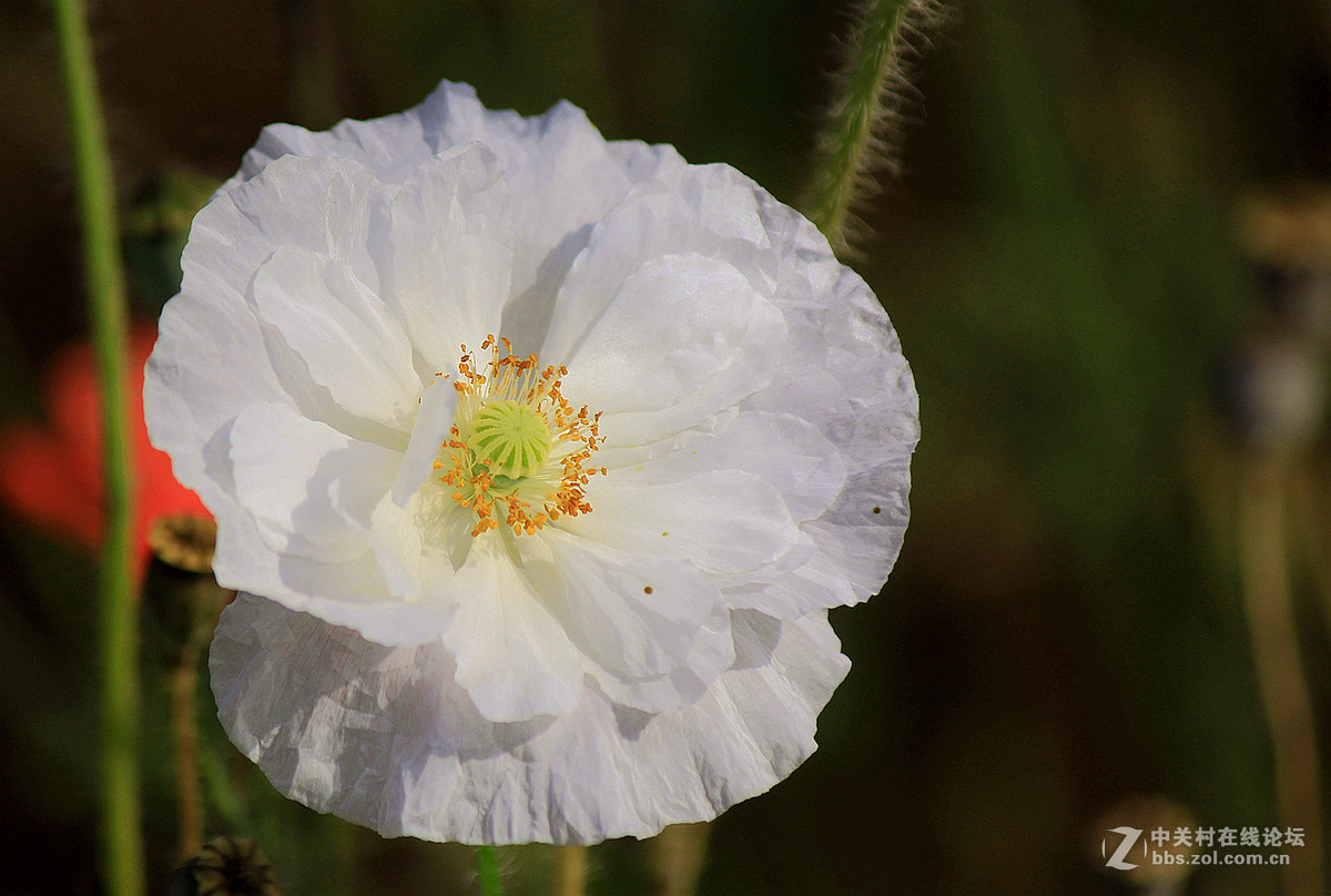 送上一组【虞美人】祝贺好友  晚之秋  荣任佳能5Ds R星空(中国)版主