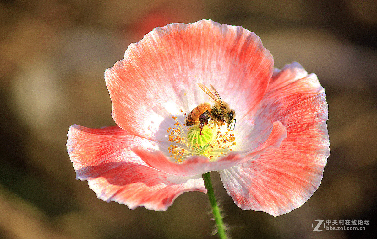送上一组【虞美人】祝贺好友  晚之秋  荣任佳能5Ds R星空(中国)版主