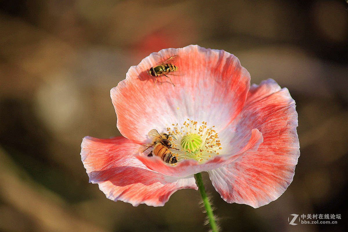 送上一组【虞美人】祝贺好友  晚之秋  荣任佳能5Ds R星空(中国)版主