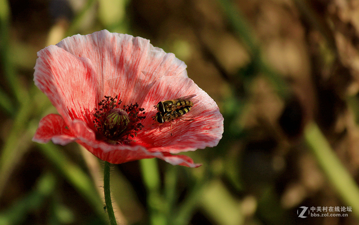 送上一组【虞美人】祝贺好友  晚之秋  荣任佳能5Ds R星空(中国)版主