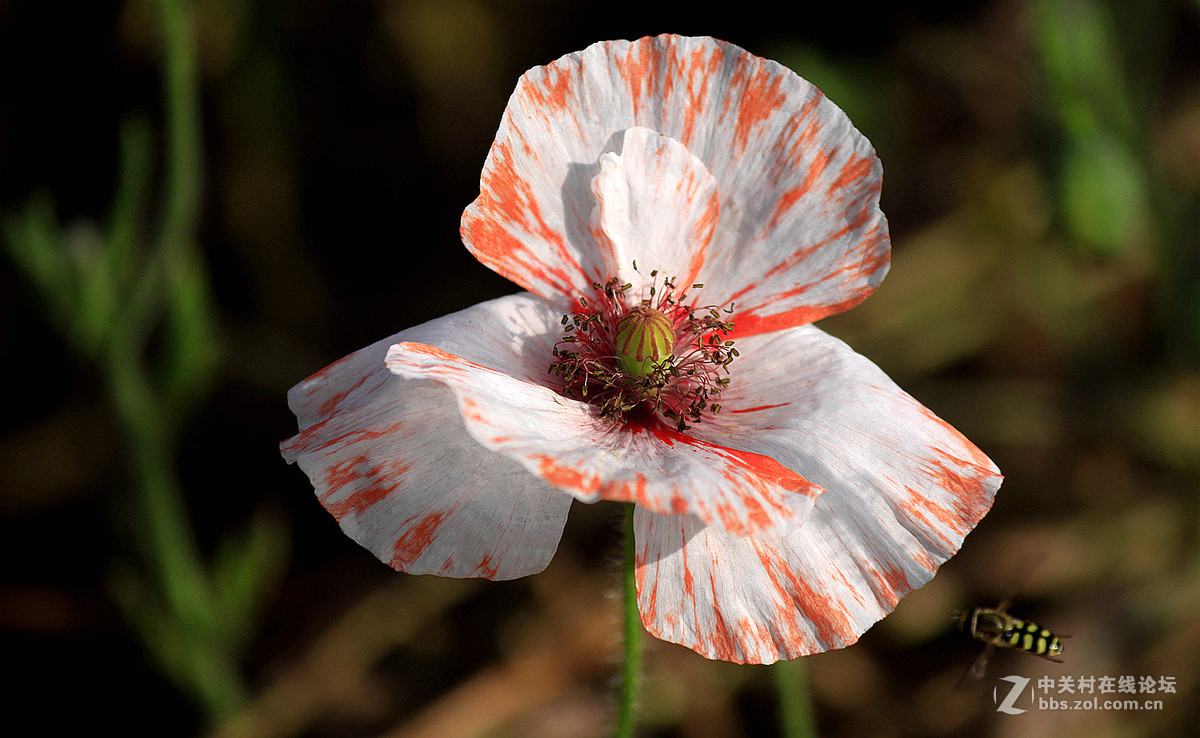 送上一组【虞美人】祝贺好友  晚之秋  荣任佳能5Ds R星空(中国)版主
