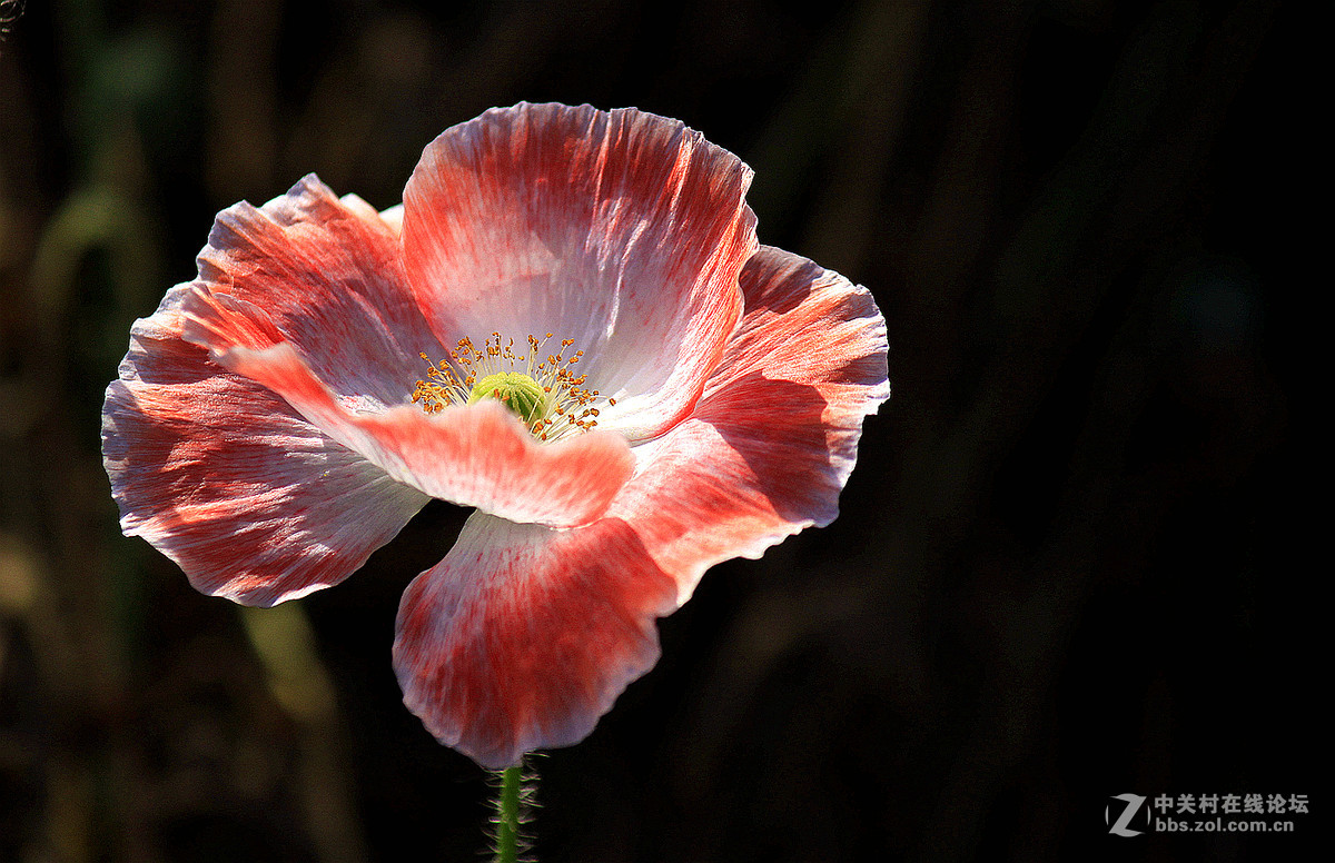 送上一组【虞美人】祝贺好友  晚之秋  荣任佳能5Ds R星空(中国)版主