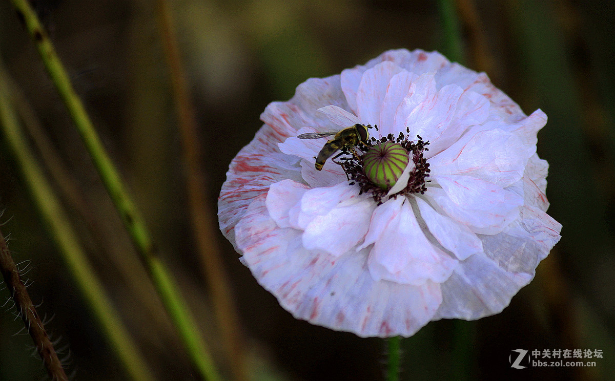 送上一组【虞美人】祝贺好友  晚之秋  荣任佳能5Ds R星空(中国)版主