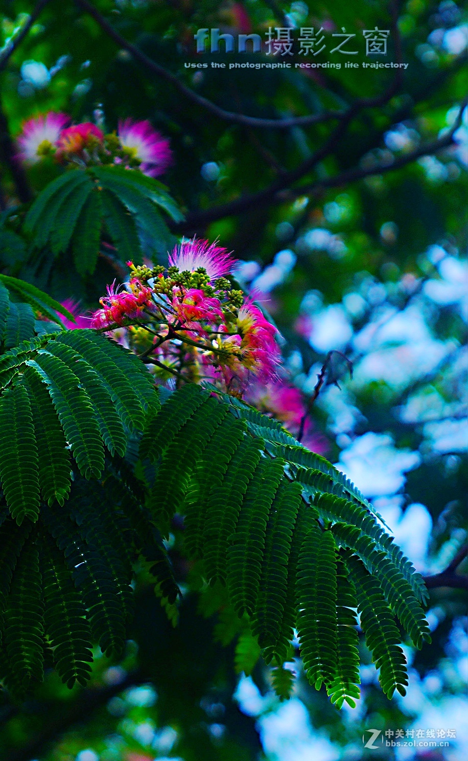 东风香吐合欢花