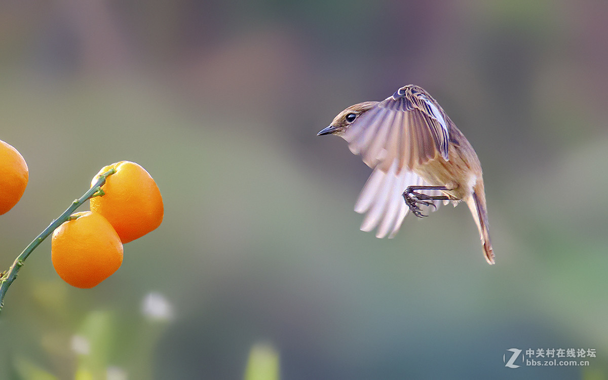 石鵖飞舞（九）