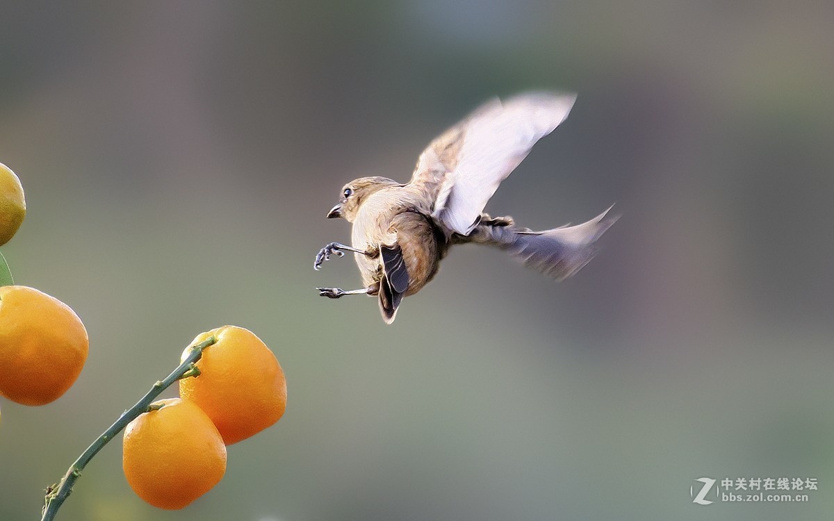 石鵖飞舞（九）