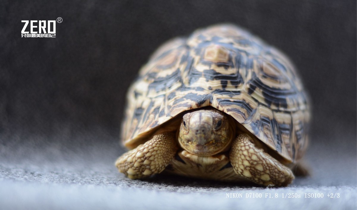 肯尼亚豹龟巨丑亲手求指导