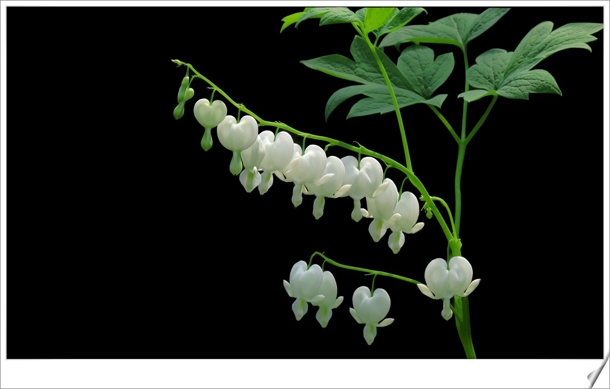 荷包牡丹白色的