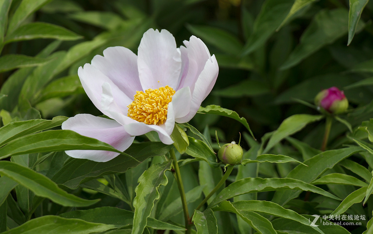 #佳能月赛-旅行的意义#芍药花开（01）