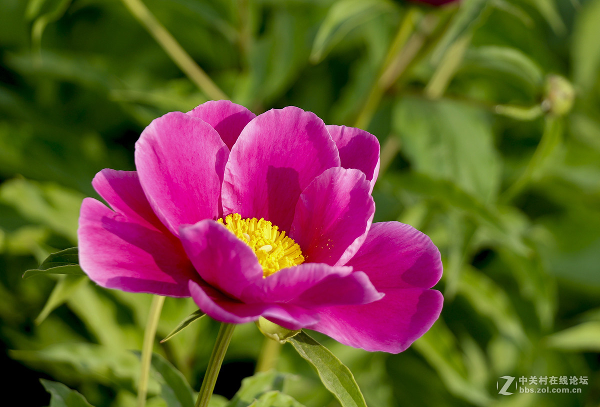 #佳能月赛-旅行的意义#芍药花开（01）