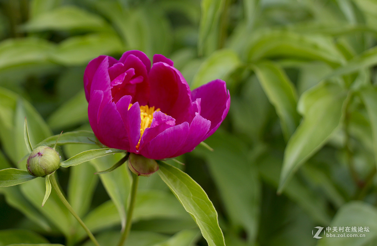 #佳能月赛-旅行的意义#芍药花开（01）