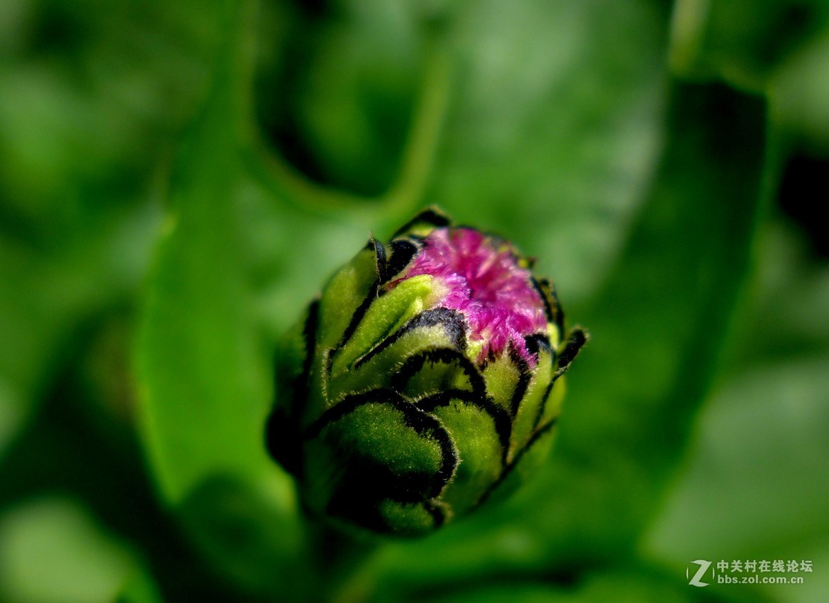 散步随拍20（草花小景），请多多指教。