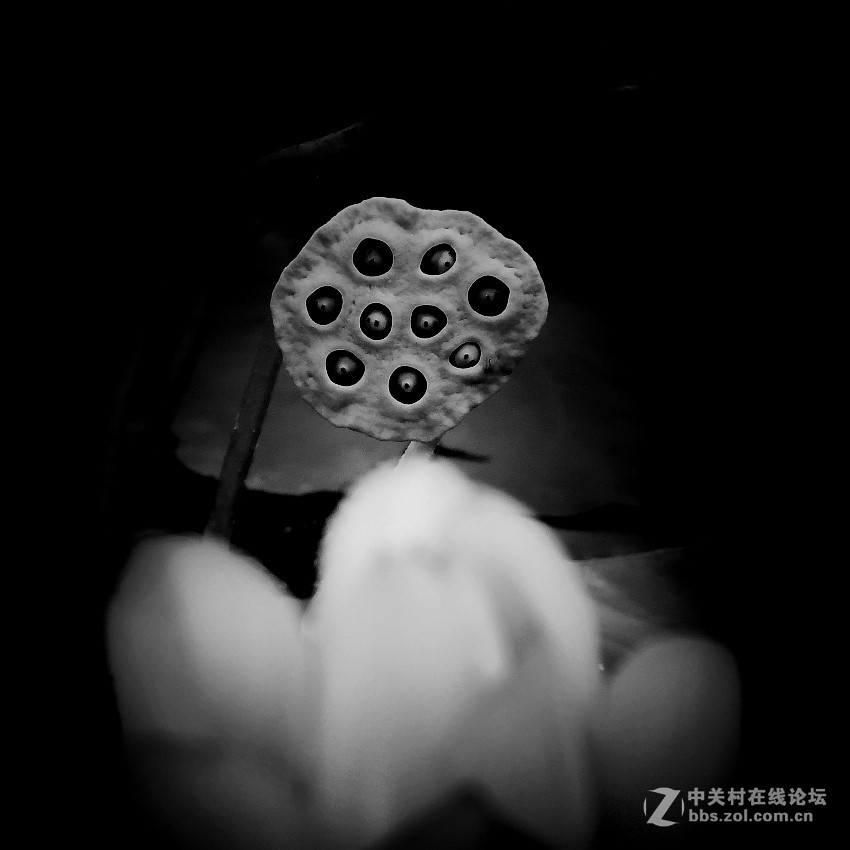 私语------花与果实的对话