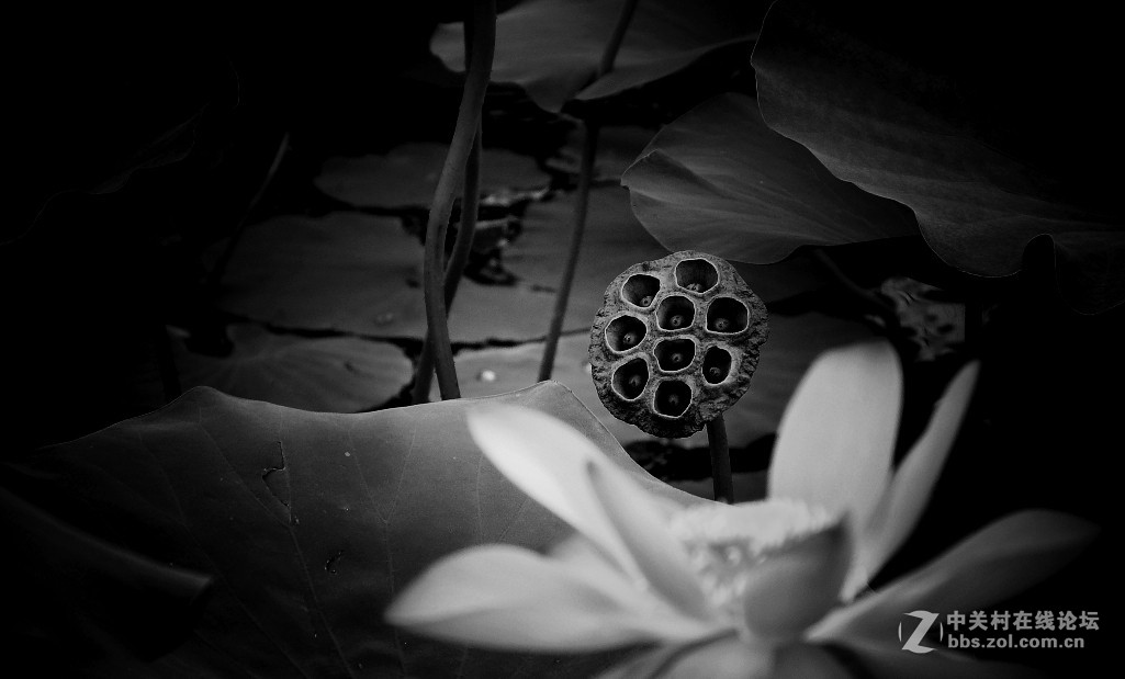 私语------花与果实的对话