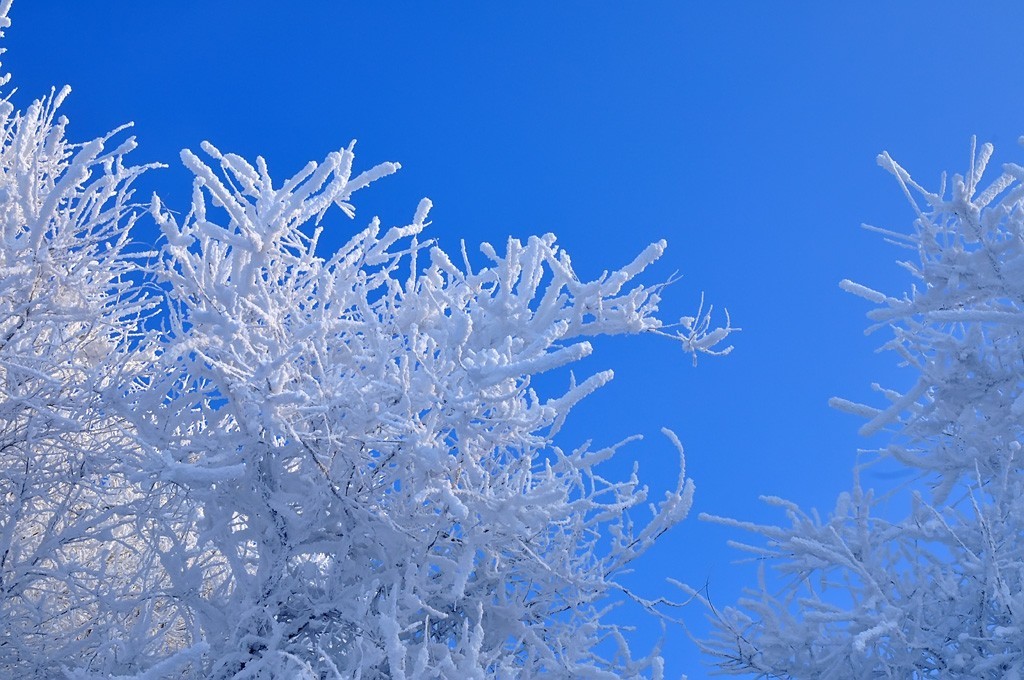 转载一组尼粉的雪景、雾凇