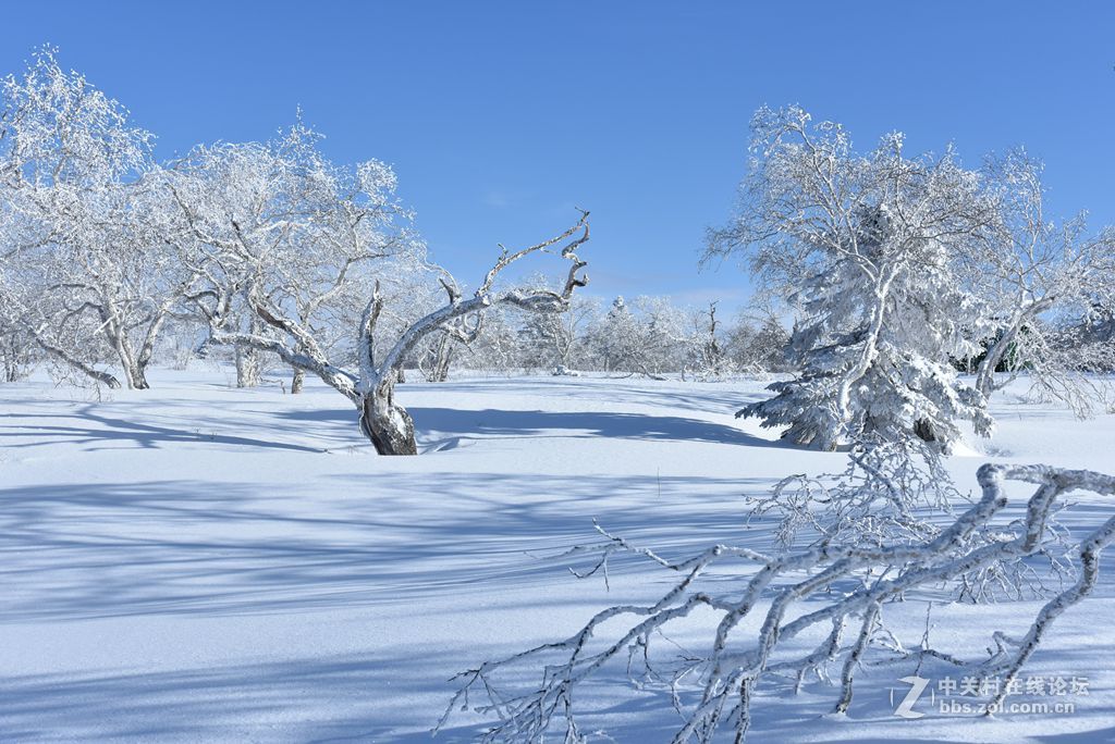 转载一组尼粉的雪景、雾凇