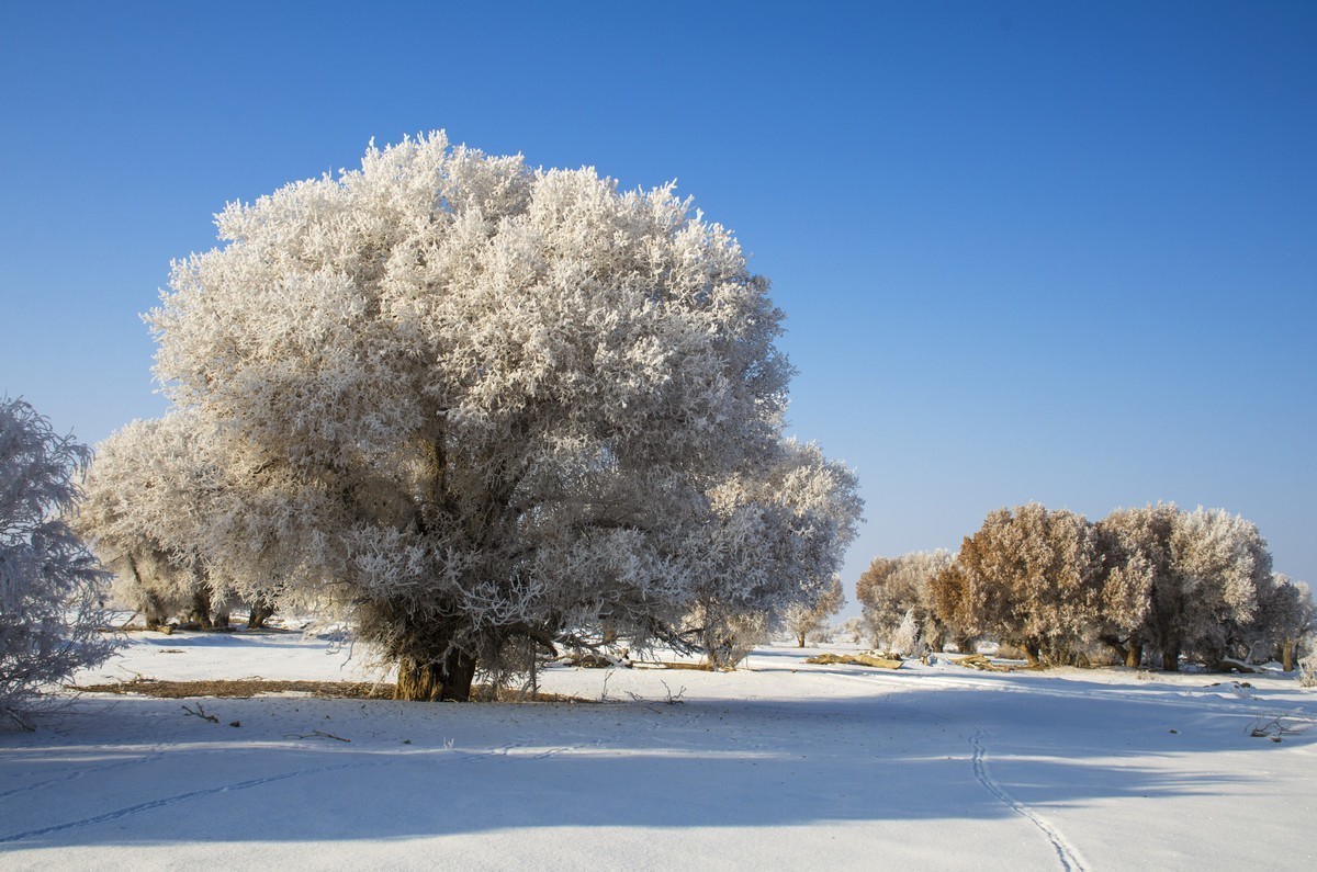 转载一组尼粉的雪景、雾凇