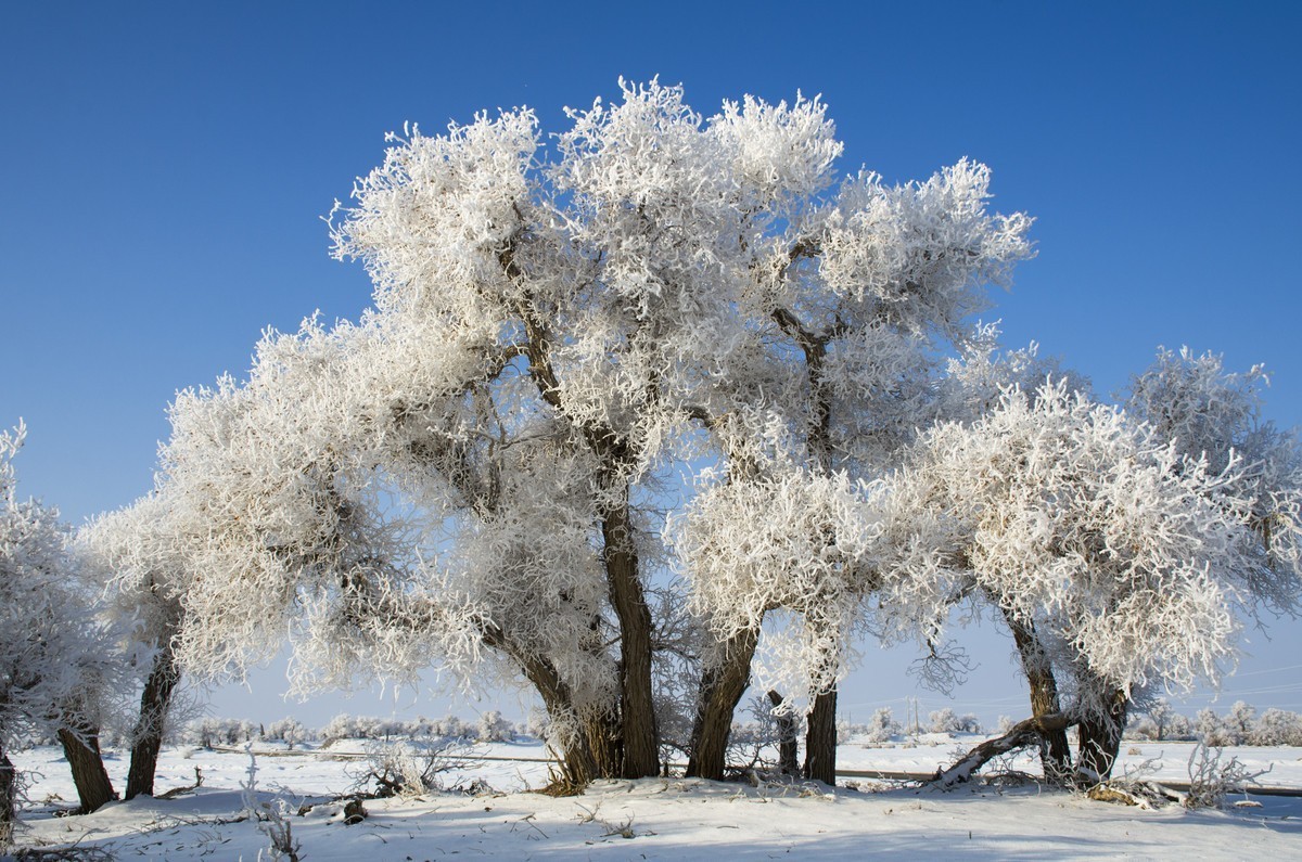 转载一组尼粉的雪景、雾凇