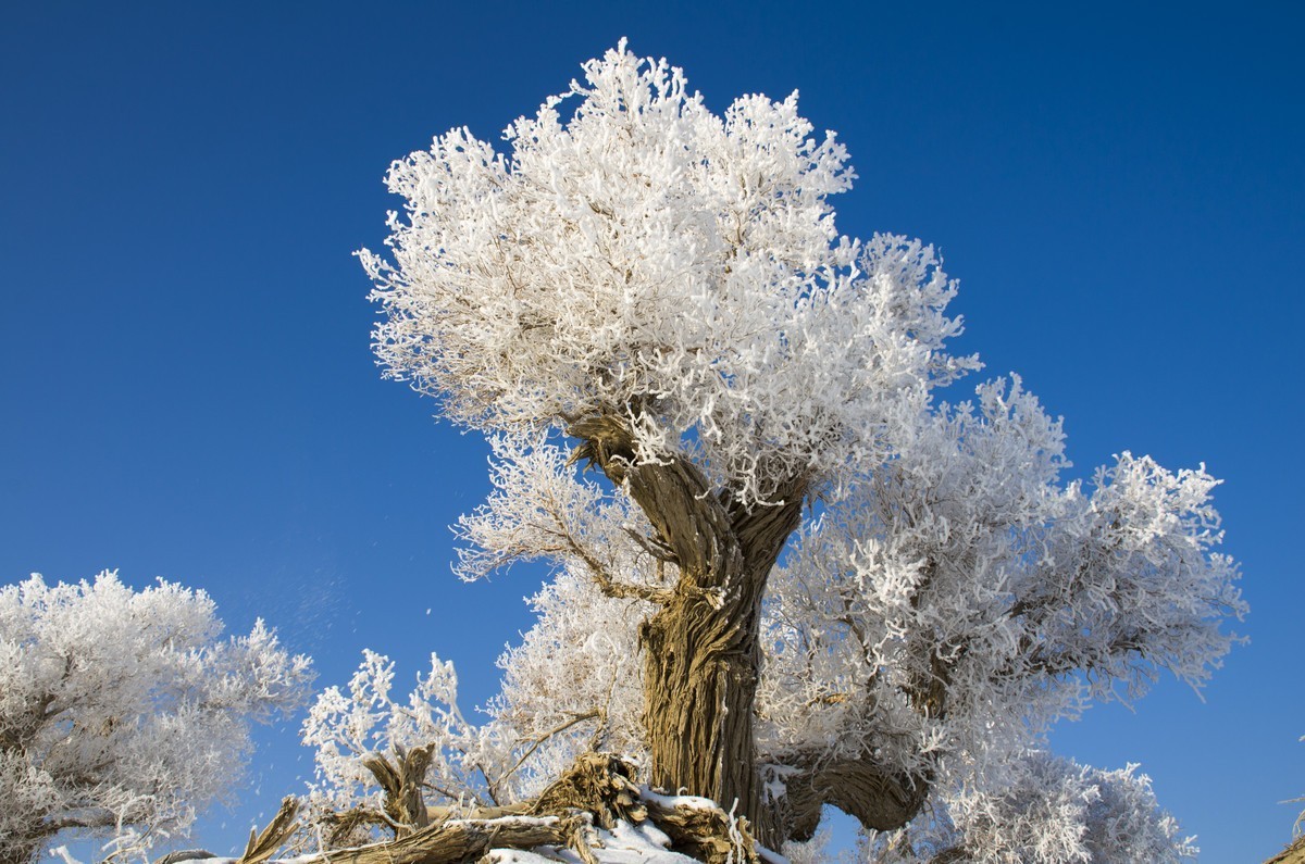 转载一组尼粉的雪景、雾凇