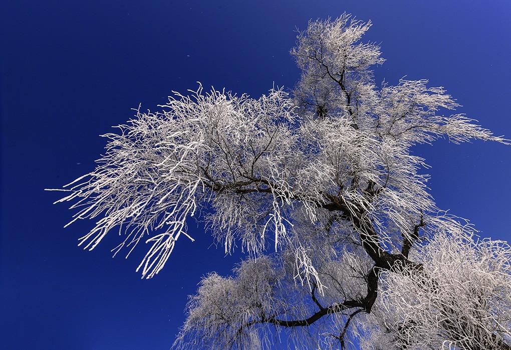 转载一组尼粉的雪景、雾凇