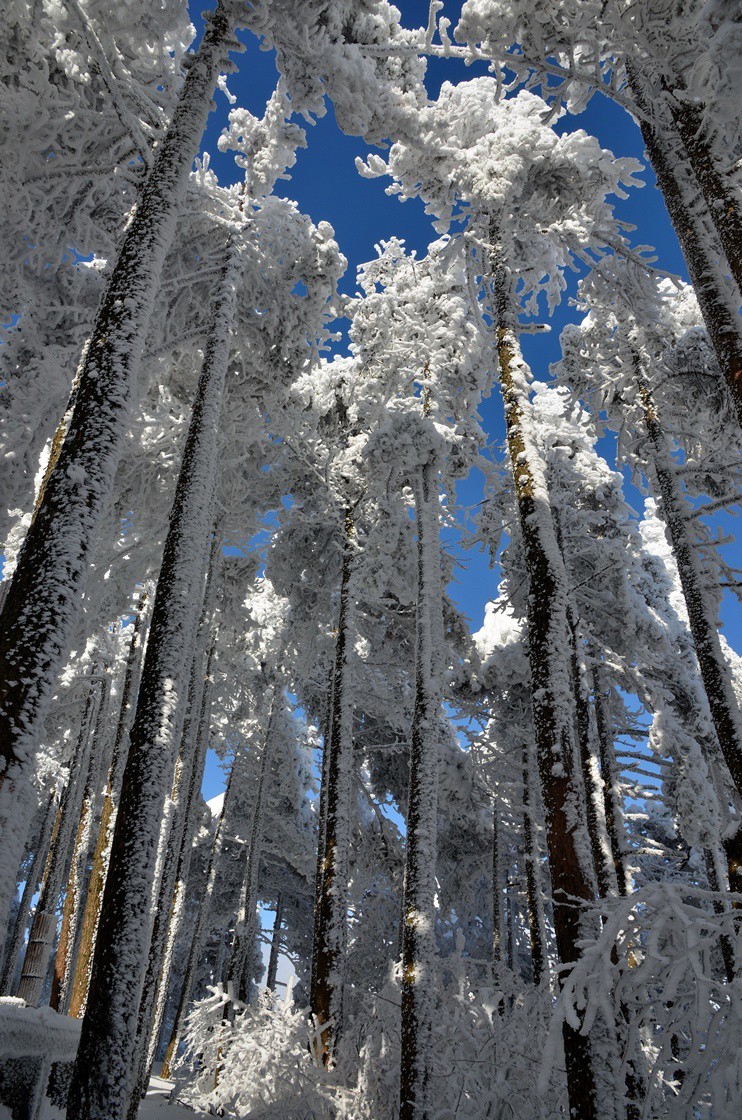 转载一组尼粉的雪景、雾凇