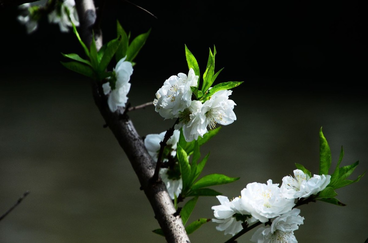 桃花叶叶白如雪281