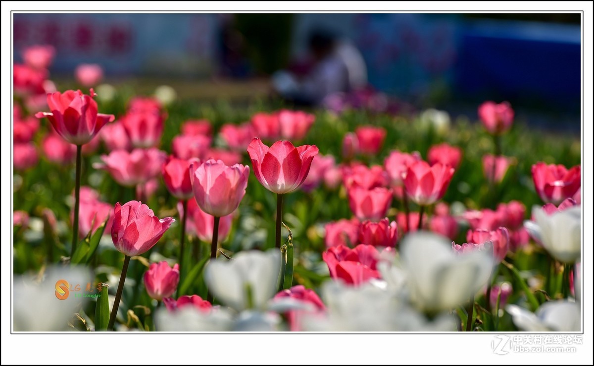 新年快乐猪年吉祥笑口常开
