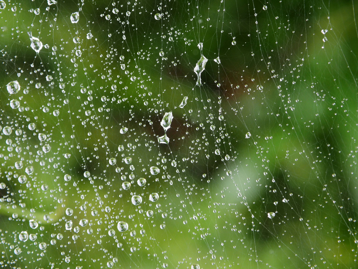 蜘蛛网和毛毛雨创造的美景